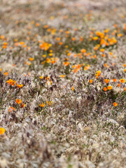 an open field of a landscape full of California poppy plants and flowers