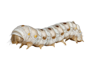 silkworm