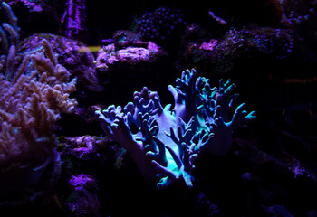 Coral reef aquarium tank photo