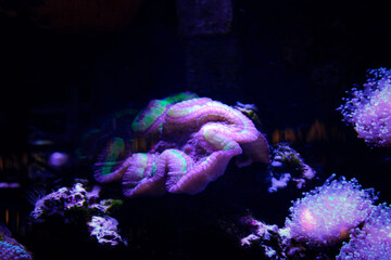 Coral reef aquarium tank photo