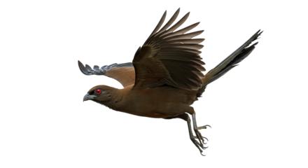 Brown Coucal Bird with Red Eyes in MidFlight Wings Spread Wide