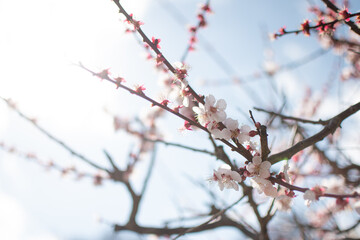 陽の光を浴びる桜