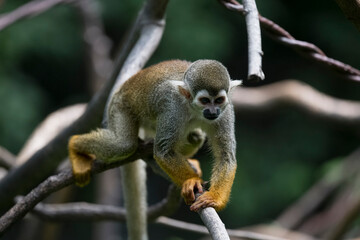 The Guianan squirrel monkey (Saimiri sciureus)
