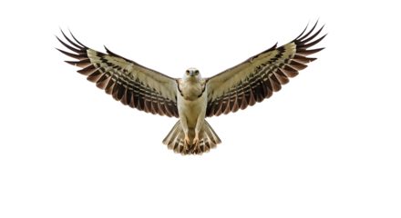 Majestic Bird of Prey with Wings Spread in Flight Frontal View