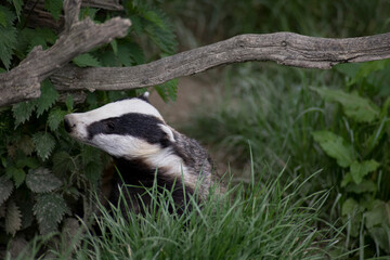 The Common Badger (Meles meles meles), a subspecies of the European badger, also known as the Eurasian badger. © Vine.Photographic