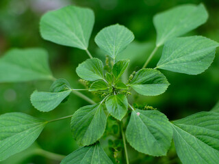 Acalypha indica of Indian acalypha also know as Indian Mercury or Indian Nettle. It is known for its medicinal use and the attraction of its root to domestic cats similar properties to catnip.