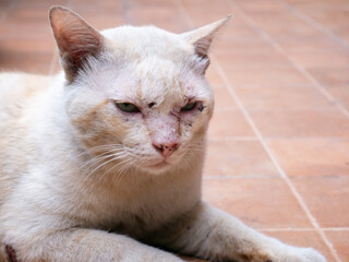 Strong male alpha stray cat with scars and wound.