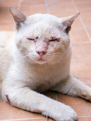 Strong male alpha stray cat with scars and wound.