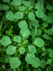 Acalypha indica or Indian acalypha also know as Indian Mercury or Indian Nettle. It is known for its medicinal use and the attraction of its root to domestic cats similar properties to catnip.