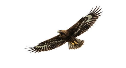 Obraz premium Majestic Golden Eagle Soaring with Wings Spread Wide Displaying Feather Details