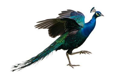 Majestic Peacock Displaying Vibrant Plumage and Extended Wing in Motion