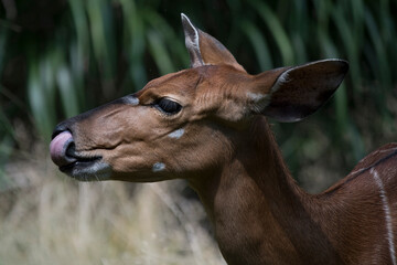 The Lowland Nyala or simply Nyala (Tragelaphus angasii).