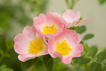 Fototapeta premium Beautiful wild roses called Rosa rubiginosa in Rhone Alpes, France.