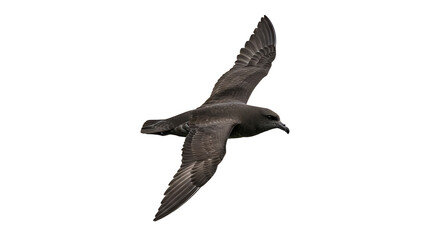 Fototapeta premium Sooty Shearwater in Flight Detailed Plumage and Wing Structure Displayed