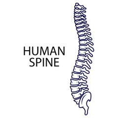Human spine on white background in vector line style. Vector illustration on the theme of human anatomy, for specialized universities