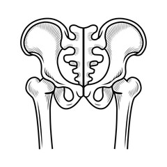 Hip bone in vector line style on white background. Vector illustration on the theme of human anatomy, for specialized universities
