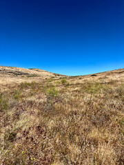an open field of a landscape full of California poppy plants and flowers