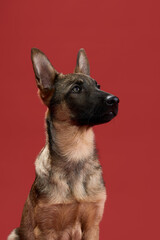 A wolfdog sits calmly, its profile captured against a red studio background. The lighting highlights the strong facial features and the thick fur.