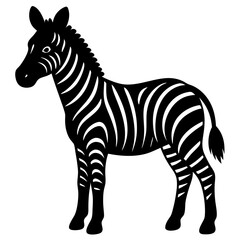 Obraz premium zebra isolated on white background