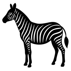 Obraz premium zebra isolated on white background