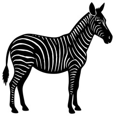 Fototapeta premium zebra isolated on white