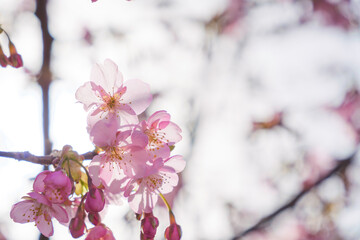 Petals of Kawazu cherry blossoms in spring, close-up, beautiful scenery of Japan