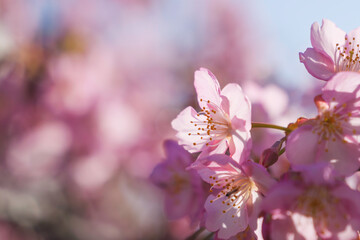Petals of Kawazu cherry blossoms in spring, close-up, beautiful scenery of Japan