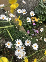 daisies in the garden
