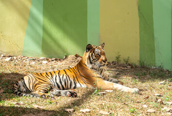 On a bright sunny day, a majestic Royal Bengal Tiger rests alertly on a raised platform in the zoo,...