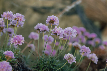 Thrift, sea pink, close up, flowers on rocky surface of Irish beaches