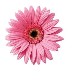 Obraz premium pink gerber daisy isolated on white