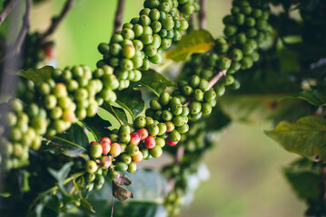 Ripe Red coffee bean berry plant fresh seed coffee tree growth in green eco organic farm. Close up red ripe seed robusta arabica berries harvest for  coffee garden. Fresh coffee bean green leaf bush