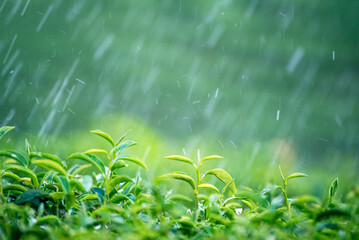 Green tea tree field Garden water hose landscape. Organic farm tender bud herbal Green tea tree in camellia sinensis watering. Close up Fresh Tree tea plantation mountain green nature in herbal farm