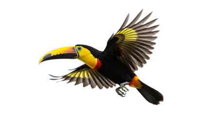 Fototapete Tukan Vibrant YellowThroated Toucan Soaring with Open Wings Displaying Feather Details  © Sri