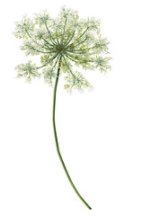 Illustration of a branch of Daucus carota. Hand drawn medical plant. Print with wildflowers. Meadow flowers for decoration