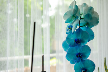 A close-up view of a very original orchid