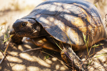 Land Turtle close up. Testudo horsfieldii, Mediterranean tortoise, sand turtle lies in the shade of a palm tree. 