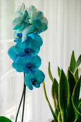 A close-up view of a very original orchid