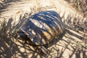 Mediterranean tortoise, sand turtle lies in the shade of a palm tree. Land turtles.