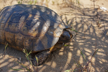 Testudo horsfieldii, Mediterranean tortoise, sand turtle lies in the shade of a palm tree. Land turtles.