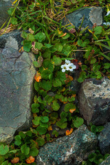 small flower in the mountains