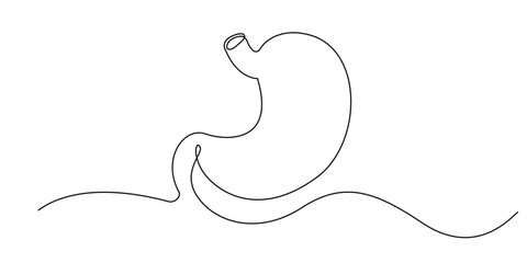 continuous line drawing of stomach.one line drawing of human digestive organs.line art vector illustration