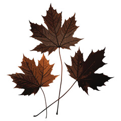Fototapeta premium Autumn maple leaf isolated on white background with vibrant fall colors