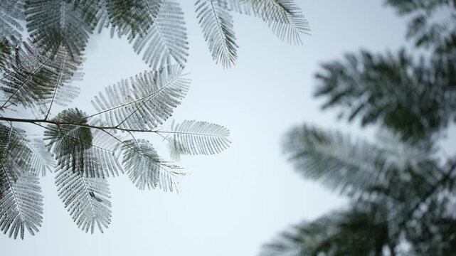 fern leaves against blue sky