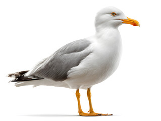 Obraz premium A seagull observes its surroundings while standing on a sandy beach, with the sky blue and sunny