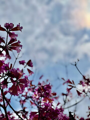 A view of the Tabebuia rosea tree with blossomed flowers and the sky is full of clouds