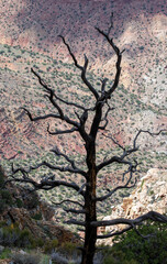 Lone barren tree background