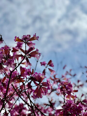 A view of the Tabebuia rosea tree with blossomed flowers and the sky is full of clouds