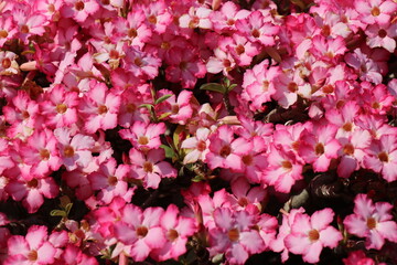Pink flowers for background. The tree is densely blossoming.