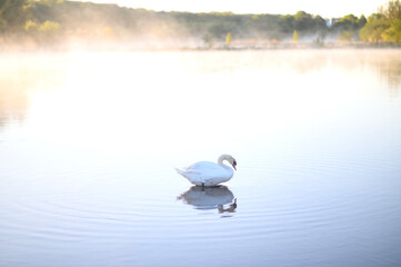 Beautiful swan on pond or a lake. Steam, fog, mist over water. Lund Skane Sweden